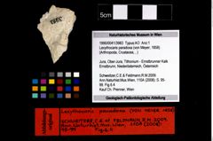 Foto (Objekt + Etikett) von Lecythocaris paradoxa (von Meyer, 1858)  (NHMW-GEO-1990-0041-3983)